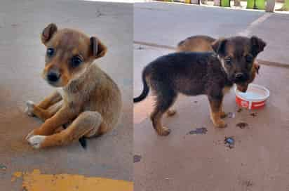 Perritas abandonadas en San Pedro.