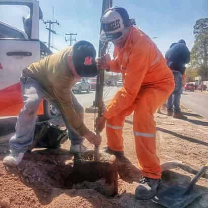 Limpian y reforestan camellones en Torreón