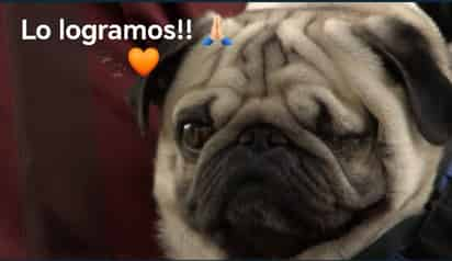 Multan con casi 80 mil pesos a dueña de guardería para mascotas por daño a perrito