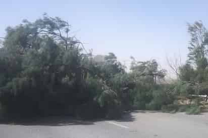 Árbol derrumbado por fuertes vientos en San Pedro.