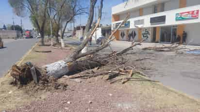 Árboles caídos provocan daños materiales y dejan una persona lesionada en Torreón