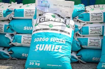 Entregan 12 toneladas de semilla de sorgo forrajero en Monclova