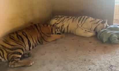 Tigres recuperados en Sinaloa.
