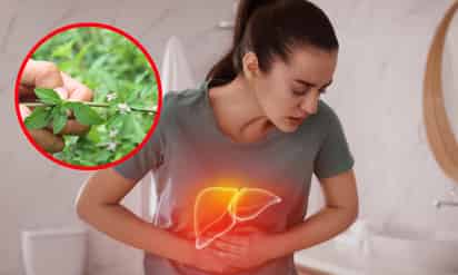 La planta que ayuda a desinflamar el hígado; previene daño hepático
