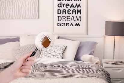 Con el calor, las chinches de cama encuentran el ambiente perfecto para multiplicarse. Detectarlas a tiempo es clave para evitar daños en la salud, el bienestar emocional y el bolsillo.