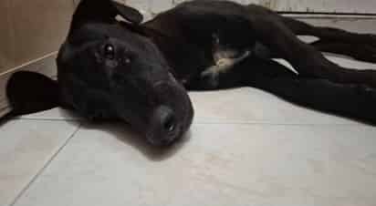 Valiente, perrito víctima de maltrato animal en Torreón.
