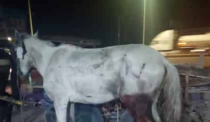 Fallece Palomino, el caballo que fue arrollado en accidente vial