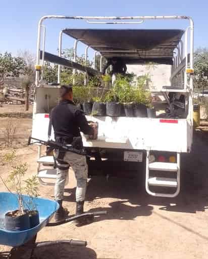 Invitan a gomezpalatinos a sumarse al programa de Arborización Urbana