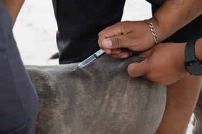 Van cinco muertes por Rickettsia en Coahuila; hay víctimas que recibieron atención tardía