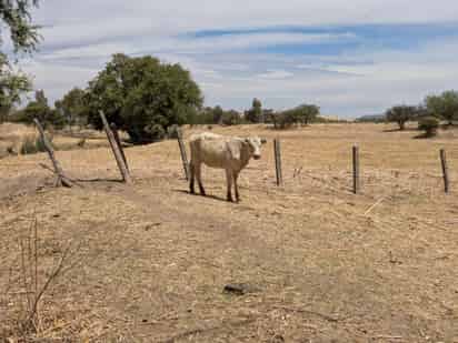 Durango sigue sin alivio por sequía y Coahuila mantiene zona sin afectaciones