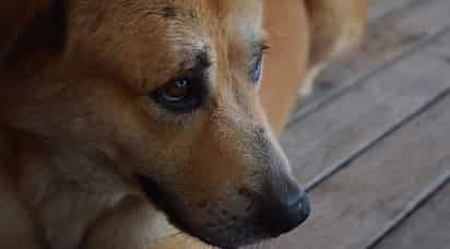 Defensoría Animalista de luto tras asesinato de activista en Culiacán