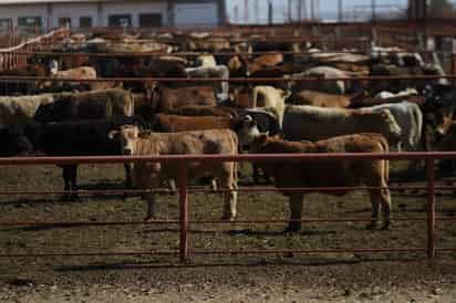 Estados Unidos suspende entrada de exportaciones de ganado mexicano por plaga de gusano barrenador