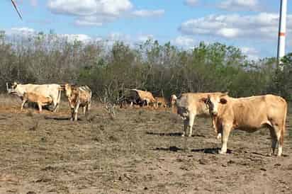 Cierra Estados Unidos la frontera a ganado por gusano barrenador