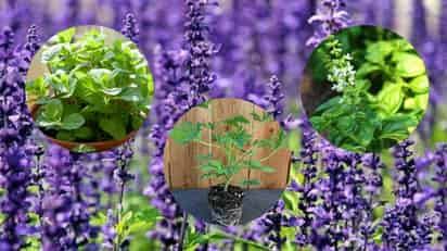4 plantas aromáticas para ahuyentar mosquitos en temporada de lluvias