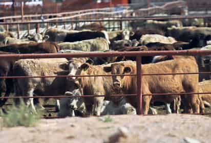 Gusano barrenador, Unión Ganadera de Durango exige soluciones