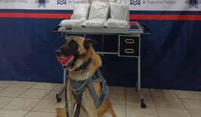 Binomio de la Policía Municipal encuentra 4 kilos de marihuana en paquetería de Torreón
