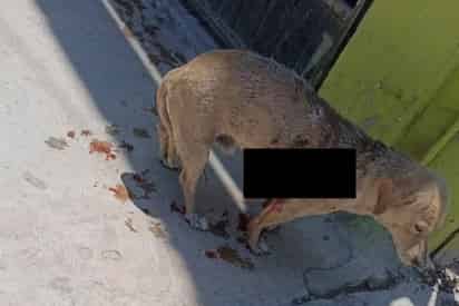 Hieren con arma de fuego a perro en el ejido el Perú; Defensoría Animalista busca al responsable
