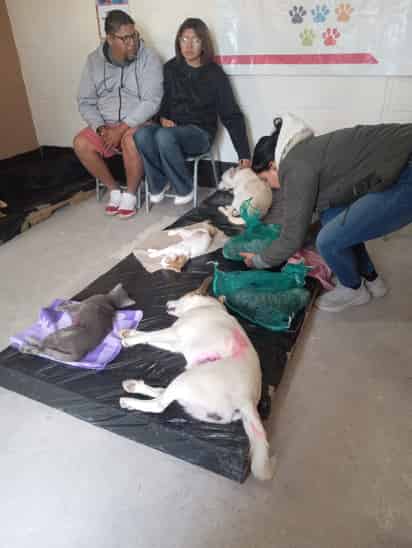 Drástico aumento de esterilización de mascotas en el Centro de Control Animal