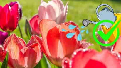 ¿Qué necesitan las plantas según el color que tienen? Conoce el lenguaje de sus hojas