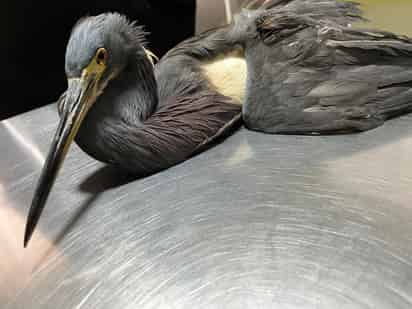 Entregan garceta tricolor a Ecología y Medio Ambiente de Gómez Palacio, presentaba deshidratación y desnutrición