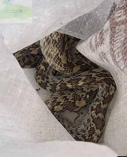 Capturan una serpiente en Gómez Palacio; estaba en El Campestre