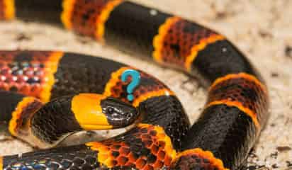 ¿De cuánto es la multa por tener una serpiente protegida como mascota? Esto se sabe
