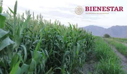Ponen en marcha en Coahuila el programa Fertilizantes del Bienestar