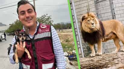 ¿Quién es Manuel Guerra Cavazos? El alcalde de García, Nuevo León, que fue mordido por un león