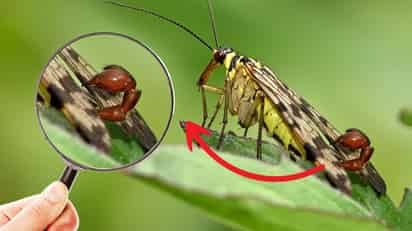 ¿La mosca escorpión es peligrosa? Estos son los estados de México en donde puede aparecer