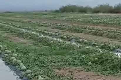 En el Valle de las Delicias de San Pedro la lluvia de este miércoles afectó cultivos de melón
