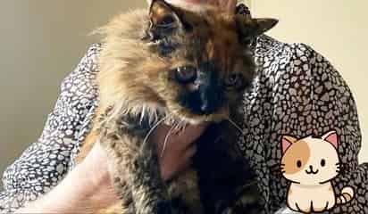 La gata más longeva del mundo: su origen, edad récord e historia de vida