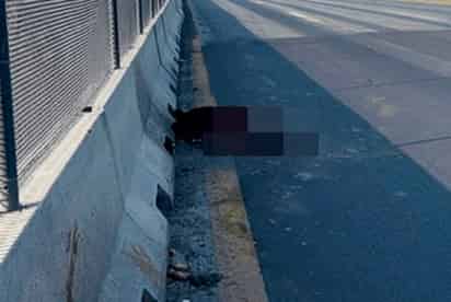 Muere osezno atropellado en la Saltillo - Zacatecas