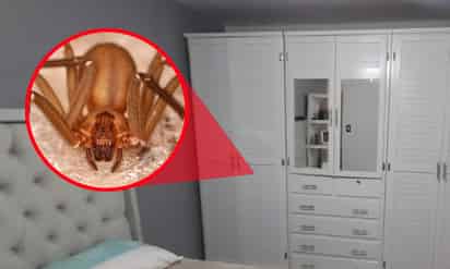 Tres plantas para ahuyentar a la araña violinista