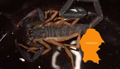 ¿Es peligroso el alacrán centruroides gracilis que fue visto en Coahuila?