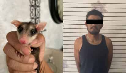 Detienen a un hombre por crueldad animal; atacó a una familia de tlacuaches