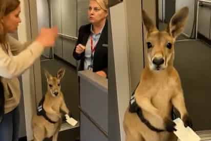 Video viral de canguro en avión (CAPTURA)