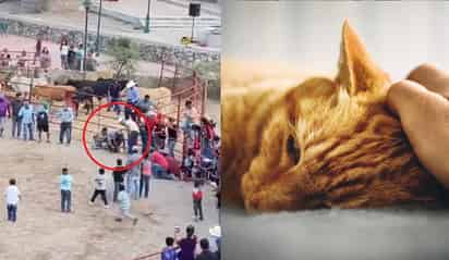 Maltrato animal en Guanajuato (ESPECIAL)