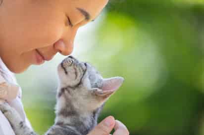 Los gatos son capaces de distinguir a su dueño usando solo el olfato