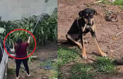 Maltrato animal en Santa María Asunción, Hidalgo (CAPTURA)