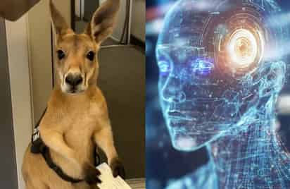 Inteligencia artificial / Video de Canguro en avión (CAPTURA)