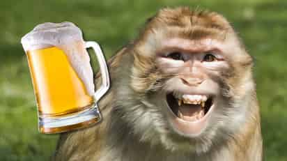 5 animales que se “emborrachan” a propósito y tal vez no sabías ¿Cómo lo logran?