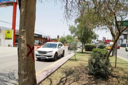 'Pésima idea' trasplante y tala de 98 árboles por obra Abastos-Independencia: ProDeNazas