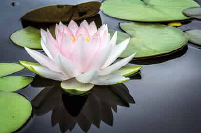 La flor de loto es un símbolo usado en 'La creación de valor en tiempos de crisis' (2021) para invitar a mantenerse leal a uno mismo. Foto: Unsplash/ Jay Casto