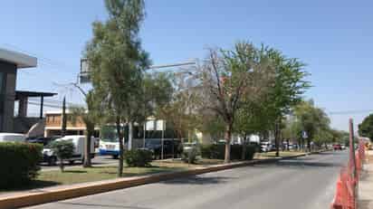 Iniciará retiro y reubicación de árboles en proyecto de Sistema Vial Abastos-Independencia