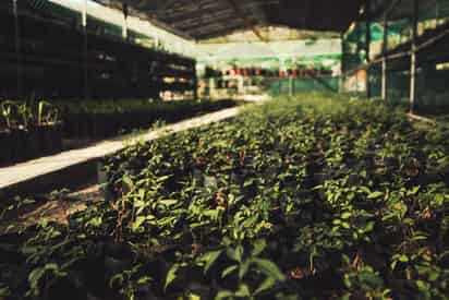 Peñoles impulsa la reforestación y regala árboles
