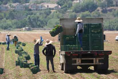 Redadas migratorias amenazan negocios que abastecen alimentos en EUA, según asociaciones agrícolas