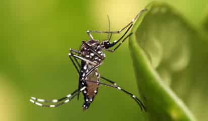 Solicitan prevención del dengue en comunidades rurales desde el Congreso del Estado