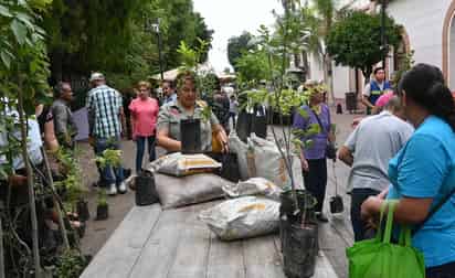 Adopte un árbol, estarán donando en la plaza principal de Lerdo