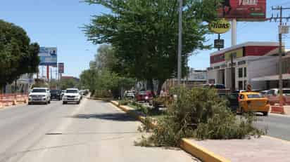 No habrá ecocidio en retiro de árboles del Sistema Vial, asegura director de Medio Ambiente de Torreón