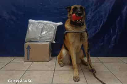 Agente canino detecta paquete con droga en empresa de mensajería de Torreón